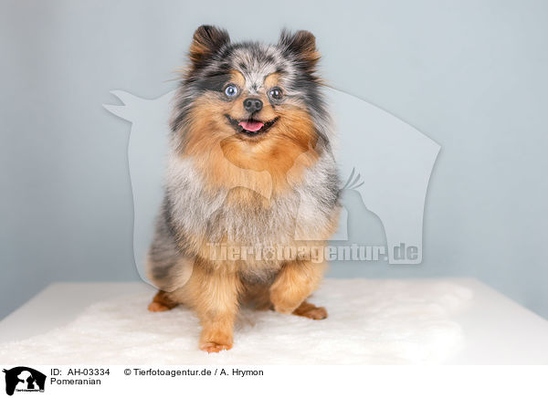 Pomeranian / Pomeranian / AH-03334
