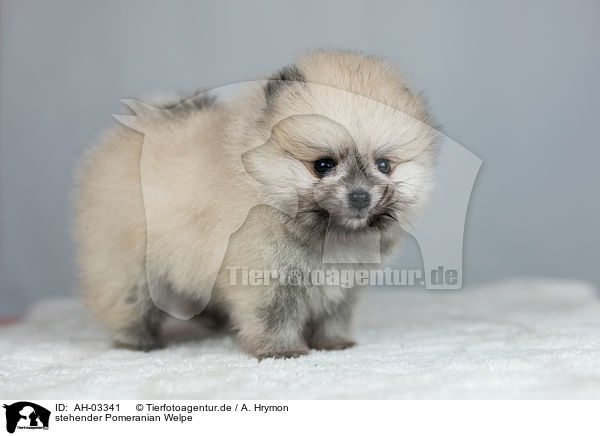 stehender Pomeranian Welpe / standing Pomeranian puppy / AH-03341