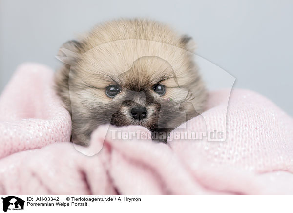 Pomeranian Welpe Portrait / AH-03342