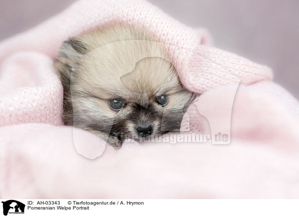 Pomeranian Welpe Portrait / Pomeranian puppy portrait / AH-03343