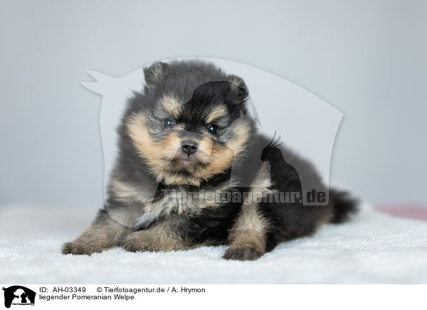liegender Pomeranian Welpe / lying Pomeranian puppy / AH-03349