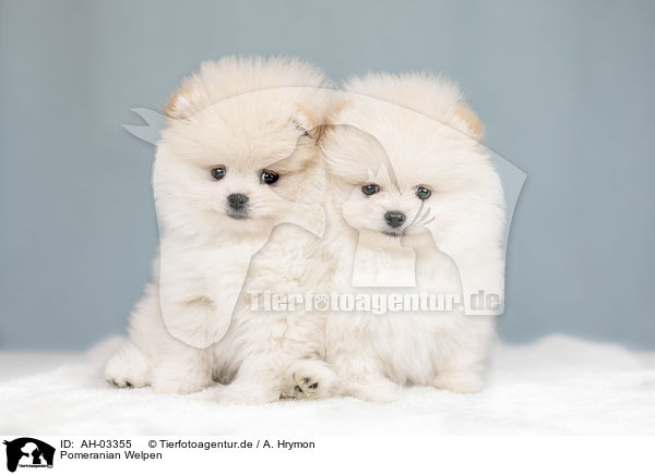Pomeranian Welpen / Pomeranian puppies / AH-03355