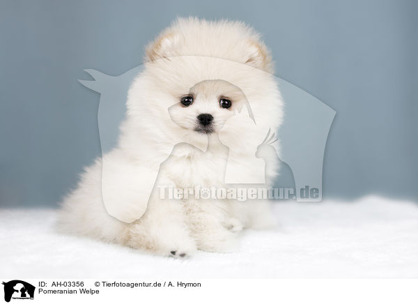 Pomeranian Welpe / Pomeranian puppy / AH-03356