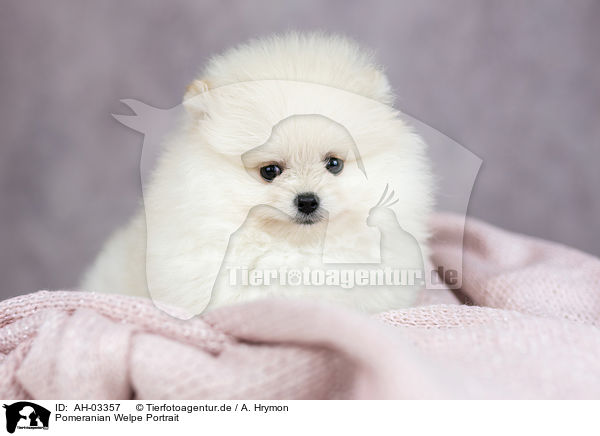 Pomeranian Welpe Portrait / Pomeranian puppy portrait / AH-03357