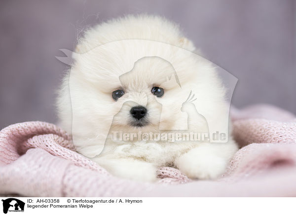 liegender Pomeranian Welpe / lying Pomeranian puppy / AH-03358
