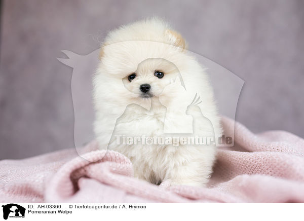 Pomeranian Welpe / Pomeranian puppy / AH-03360