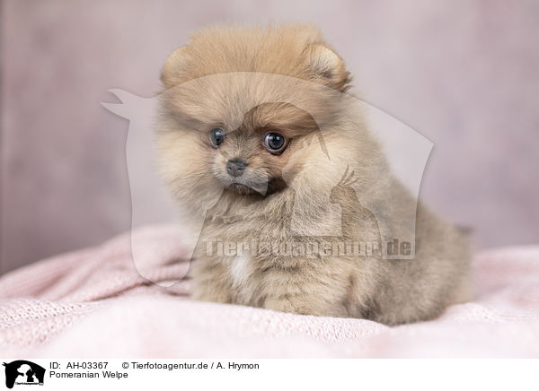 Pomeranian Welpe / Pomeranian puppy / AH-03367