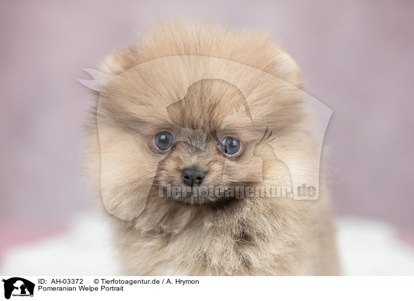 Pomeranian Welpe Portrait / Pomeranian puppy portrait / AH-03372