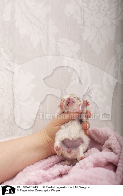 6 Tage alter Zwergspitz Welpe / 6 days old Pomeranian puppy / MW-25249