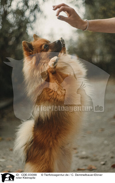 roter Kleinspitz / red Miniature Spitz / CDE-03088