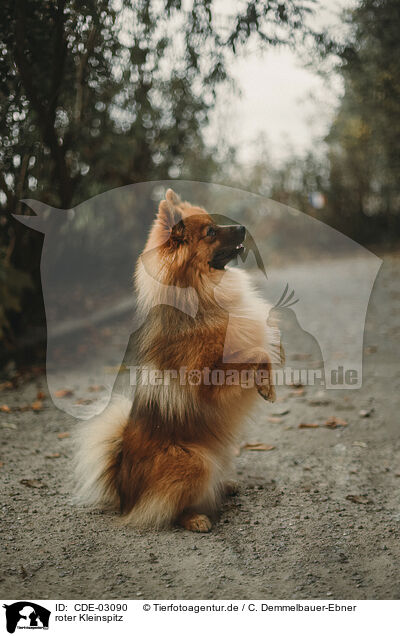 roter Kleinspitz / red Miniature Spitz / CDE-03090