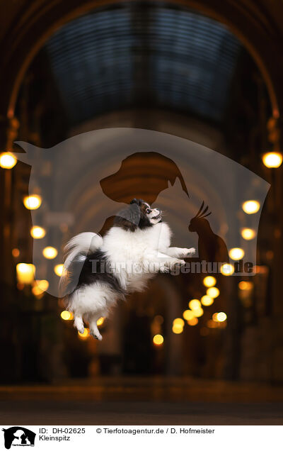 Kleinspitz / miniature spitz / DH-02625