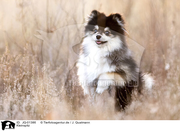 Kleinspitz / German Miniature Spitz / JQ-01386