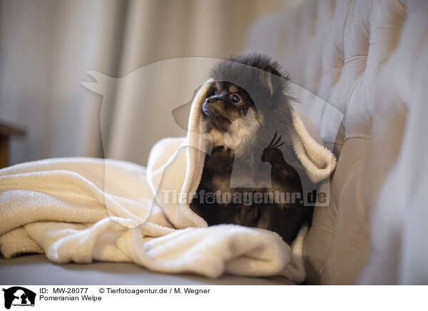 Pomeranian Welpe / MW-28077