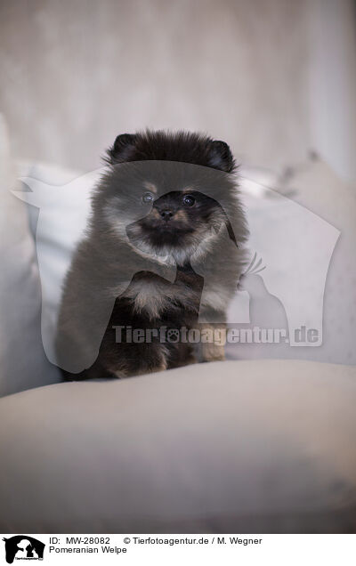 Pomeranian Welpe / MW-28082