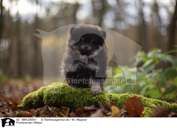 Pomeranian Welpe / MW-28091