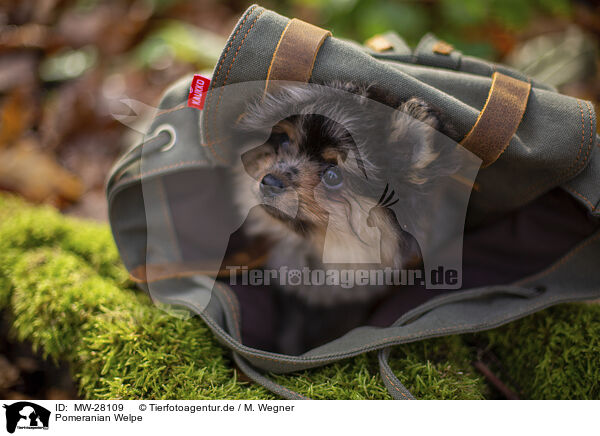 Pomeranian Welpe / Pomeranian Puppy / MW-28109