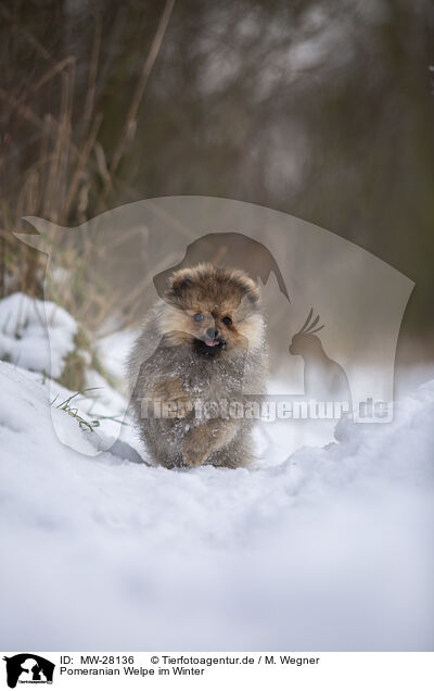 Pomeranian Welpe im Winter / Pomeranian puppy in winter / MW-28136