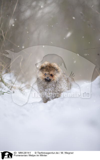 Pomeranian Welpe im Winter / MW-28141
