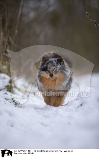 Pomeranian Rde / MW-28146