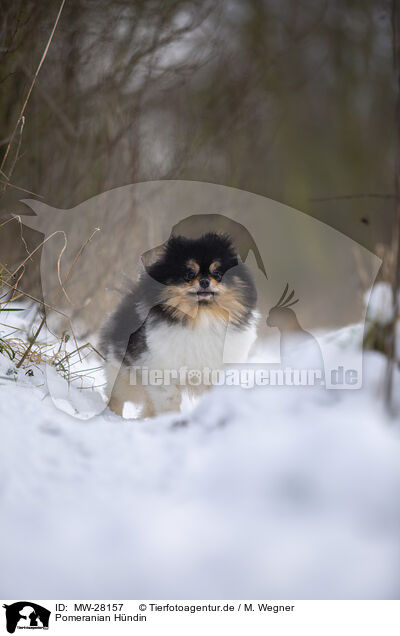 Pomeranian Hndin / MW-28157