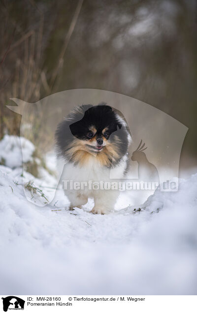 Pomeranian Hndin / MW-28160