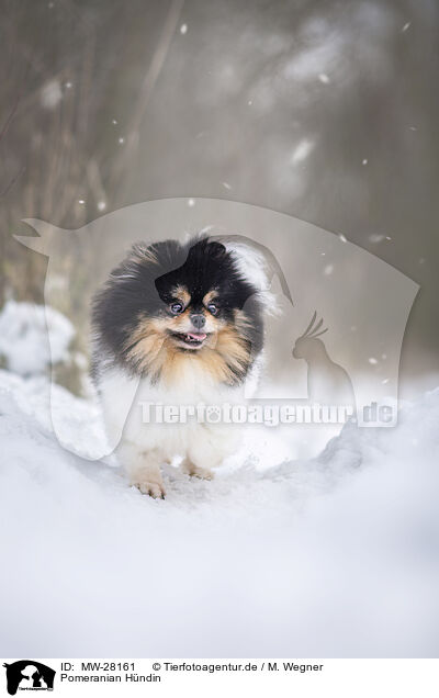 Pomeranian Hndin / MW-28161