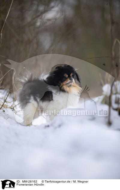 Pomeranian Hndin / female Pomeranian / MW-28162