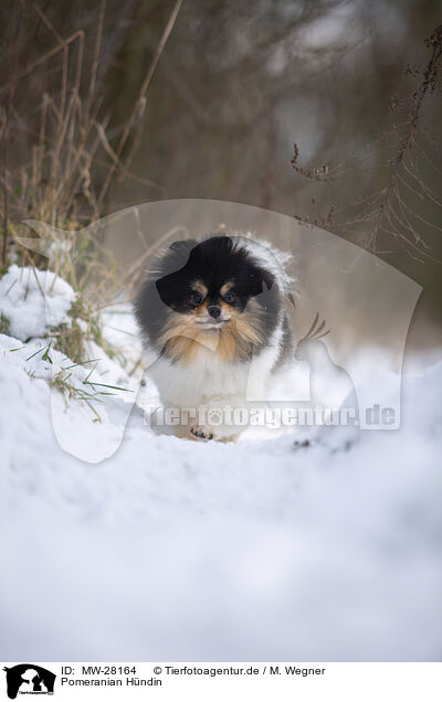 Pomeranian Hndin / female Pomeranian / MW-28164