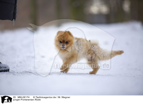 junger Pomeranian Rüde / young male Pomeranian / MW-28174