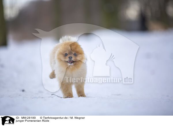 junger Pomeranian Rde / young male Pomeranian / MW-28189