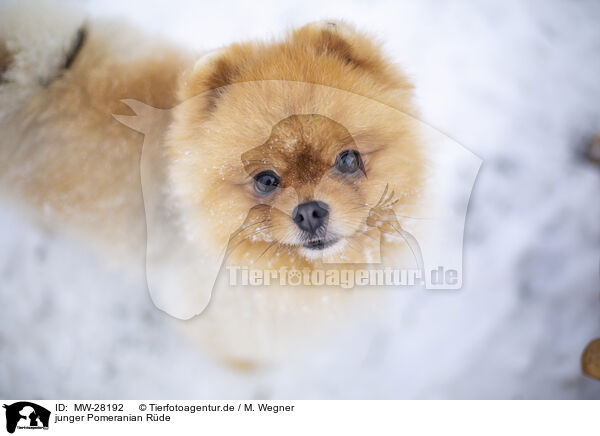 junger Pomeranian Rde / young male Pomeranian / MW-28192