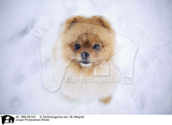 junger Pomeranian Rde / young male Pomeranian / MW-28193
