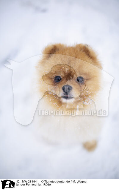 junger Pomeranian Rde / young male Pomeranian / MW-28194