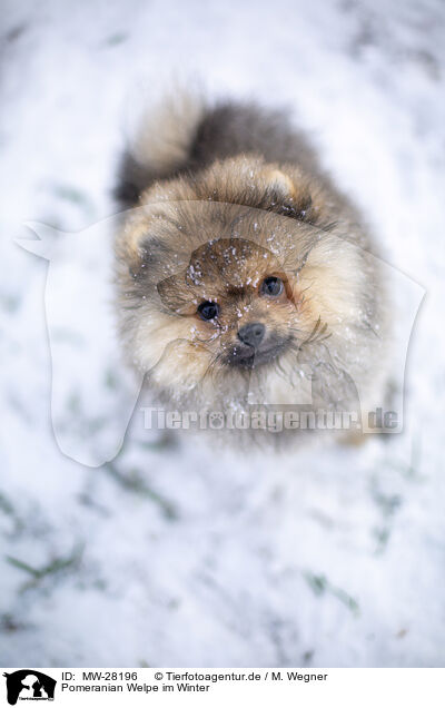 Pomeranian Welpe im Winter / Pomeranian puppy in winter / MW-28196