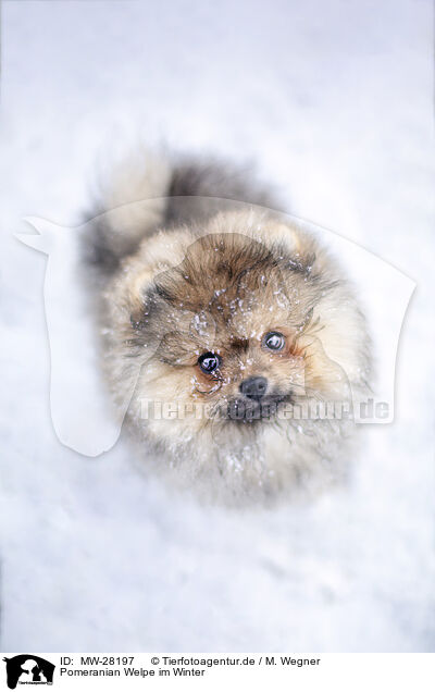 Pomeranian Welpe im Winter / Pomeranian puppy in winter / MW-28197