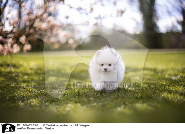weier Pomeranian Welpe / white Pomeranian puppy / MW-28198