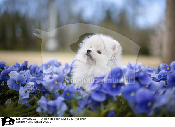 weier Pomeranian Welpe / white Pomeranian puppy / MW-28222