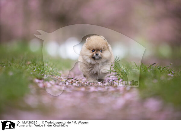 Pomeranian Welpe in der Kirschblte / Pomeranian puppy in cherry blossom / MW-28235