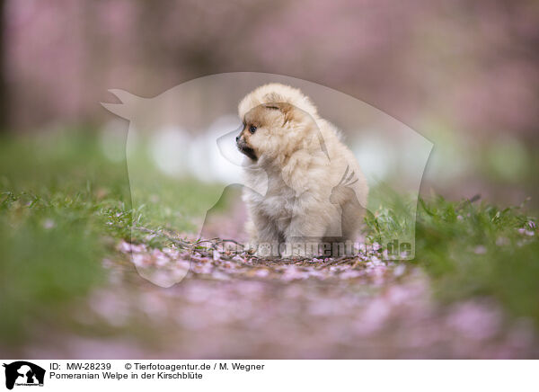 Pomeranian Welpe in der Kirschblte / MW-28239
