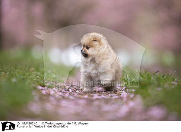 Pomeranian Welpe in der Kirschblte / MW-28240