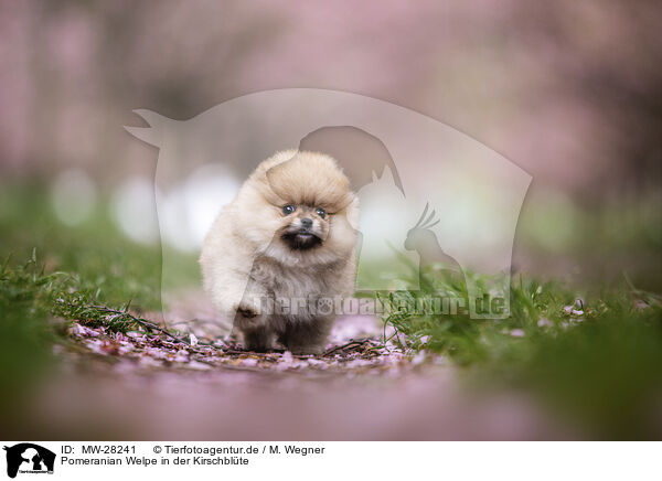 Pomeranian Welpe in der Kirschblte / Pomeranian puppy in cherry blossom / MW-28241