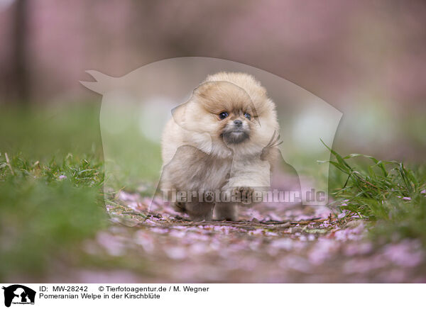Pomeranian Welpe in der Kirschblte / MW-28242