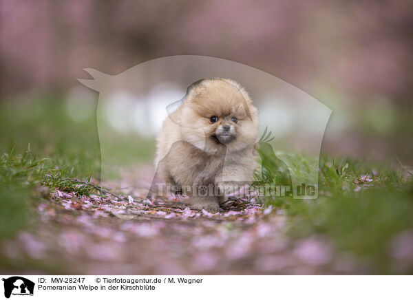 Pomeranian Welpe in der Kirschblte / MW-28247