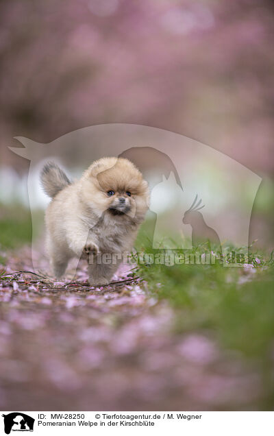Pomeranian Welpe in der Kirschblte / MW-28250