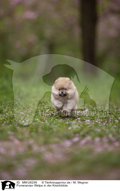 Pomeranian Welpe in der Kirschblte / Pomeranian puppy in cherry blossom / MW-28256