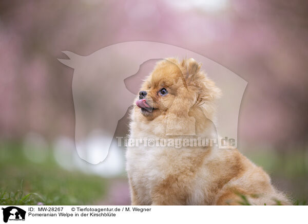 Pomeranian Welpe in der Kirschblte / MW-28267