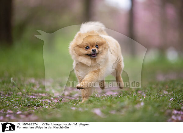 Pomeranian Welpe in der Kirschblte / MW-28274