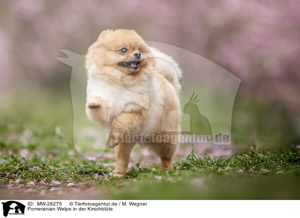 Pomeranian Welpe in der Kirschblte / Pomeranian puppy in cherry blossom / MW-28275