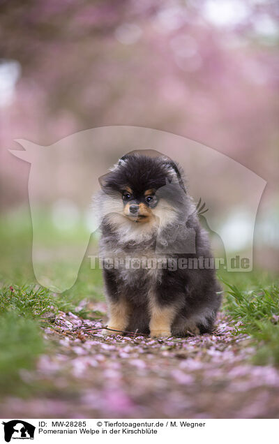 Pomeranian Welpe in der Kirschblte / MW-28285